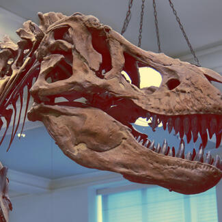 Close up of the skull of the Tyrannosaurus rex fossil mount on display at the American Museum of Natural History.