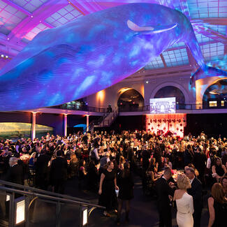Attendees at the American Museum of Natural History's annual gala. Guests are dining at tables under the iconic blue whale model.