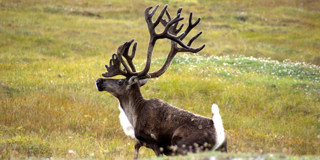 Difference between horns deals and antlers