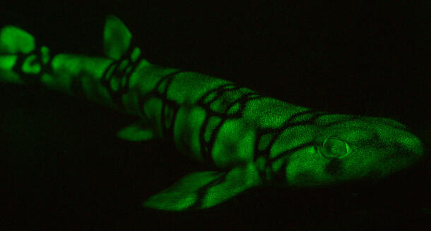 Shark glows as it prowls the depths of the ocean.