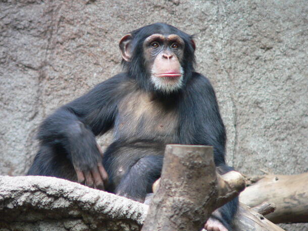 Chimpanzee sitting on a leafless log with a grey stone background.