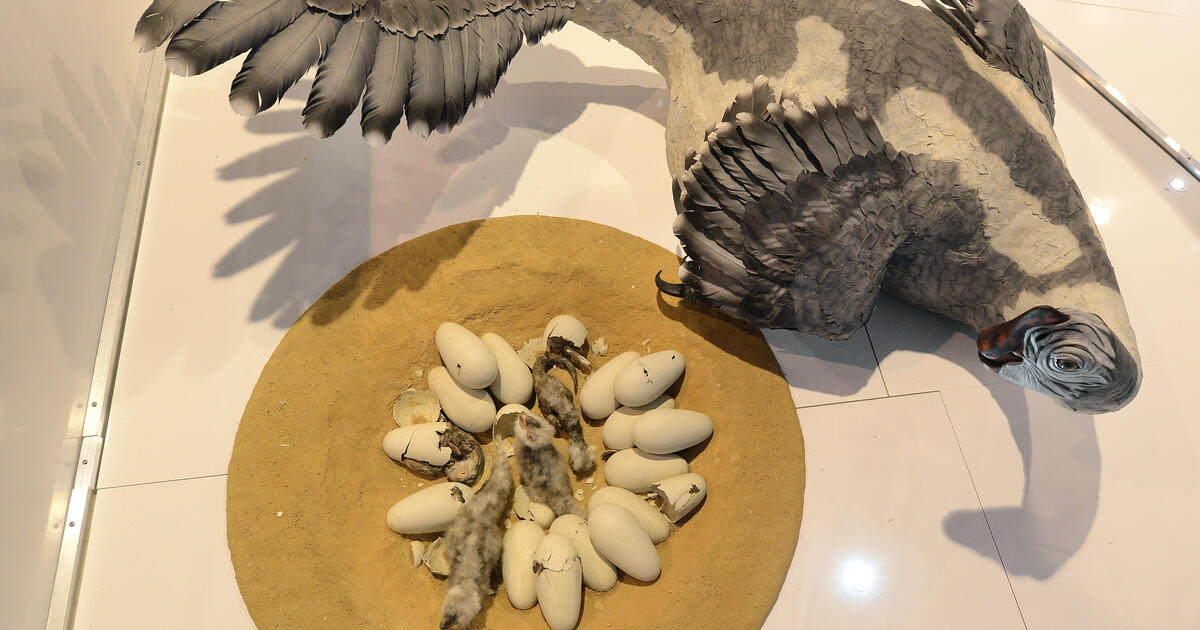 citipati fossil
