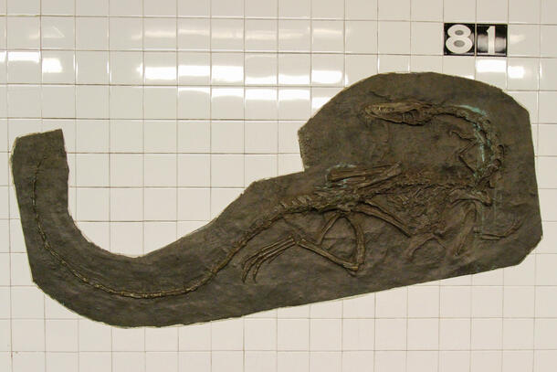 Bronze cast of a Coelophysis bauri fossil on display on the wall of the 81st Street subway station.