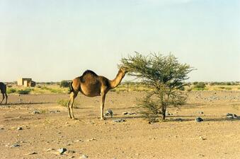 creating hope Mauritania 2