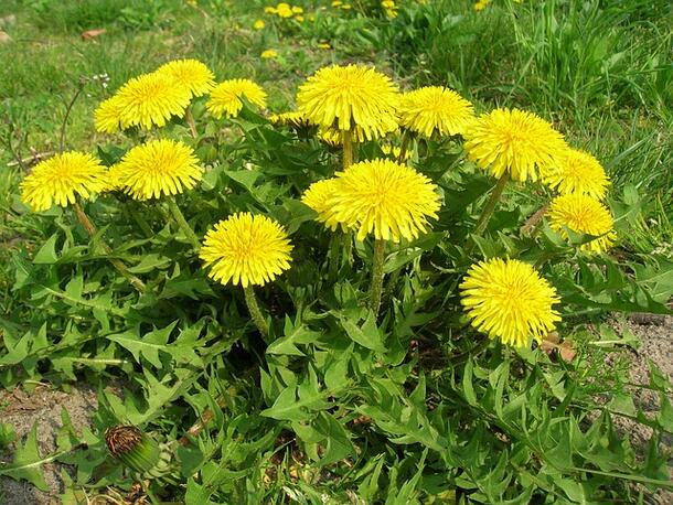 A patch of over fifteen dandelions.