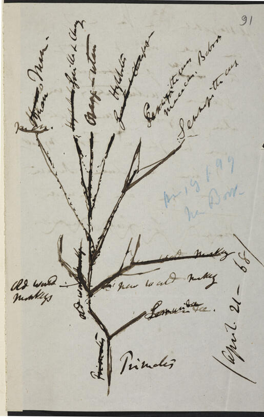 A page dated 1868 from Charles Darwin's handwritten journal shows rudimentary drawing of primate evolutionary tree.