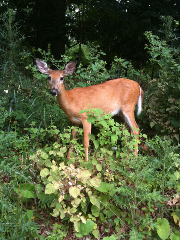 A white-tailed deer standing amongst greenery with its head turned toward the viewer.