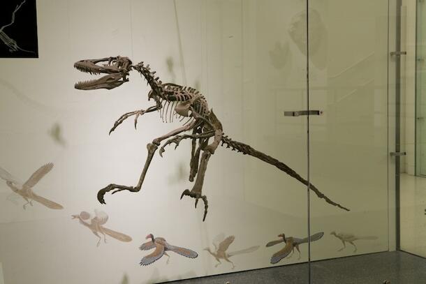 Fossil skeleton of a Deinonychus, a small dinosaur, suspended in air.