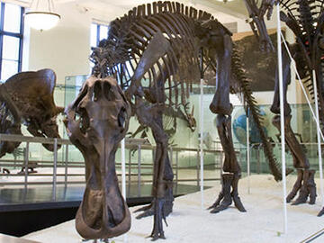 Anatotitan copi fossil