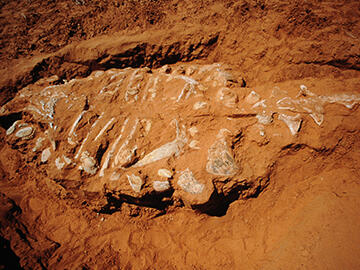 Ankylosaurus magniventris fossil