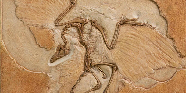 Archaeopteryx fossil.