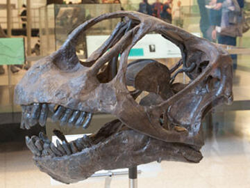 Camarasaurus lentus fossil