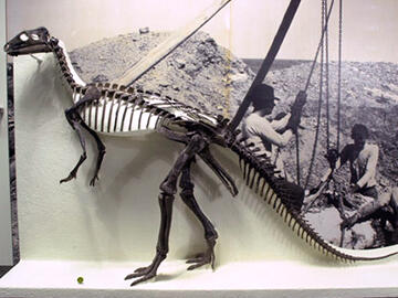 Camptosaurus dispar fossil