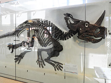 Centrosaurus apterus fossil