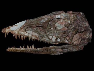 Baby Coelophysis Skull