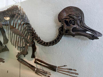 Corythosaurus casuarius fossil