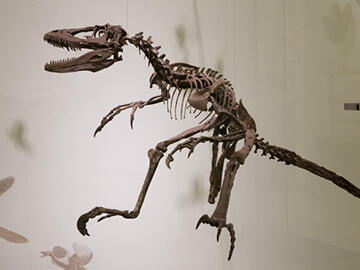 Deinonychus anthiroppus fossil