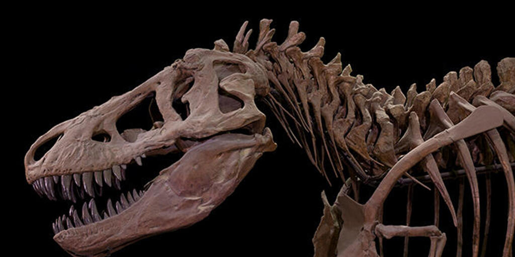 Dinosaur Facts American Museum Of Natural History