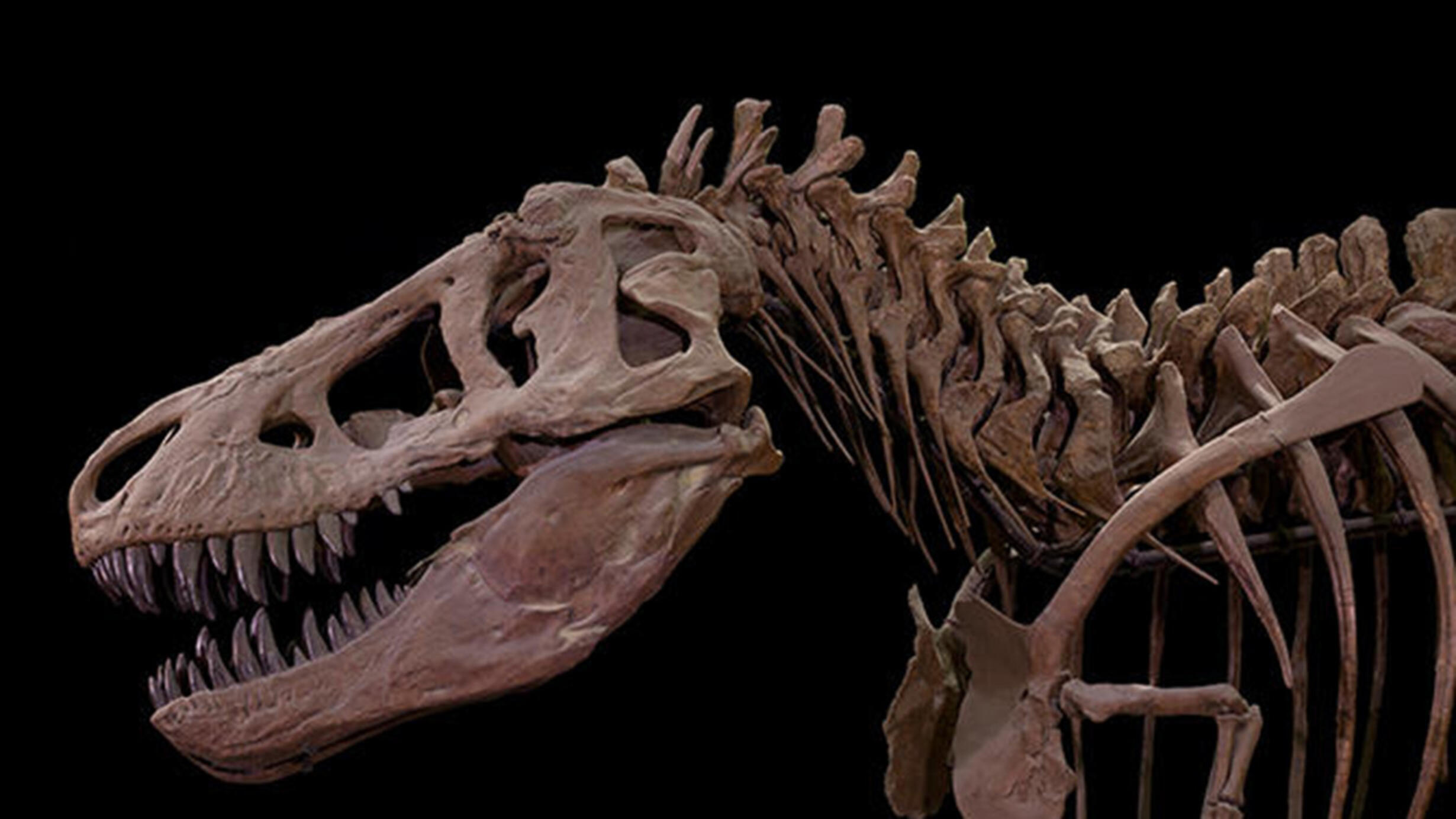 Tyrannosaurus Rex dinosaur fossil model head and shoulders