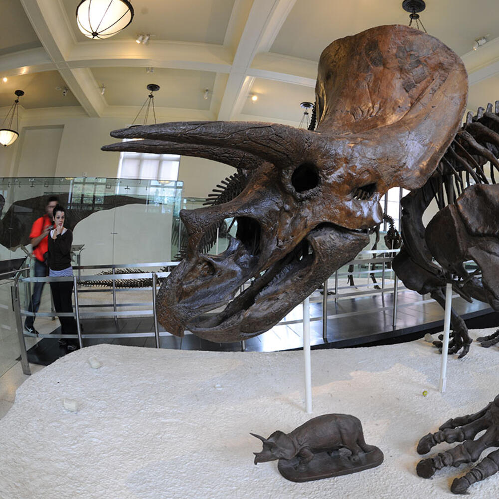 Museum visitors view the Triceratops mount in the Hall of Ornithischians.