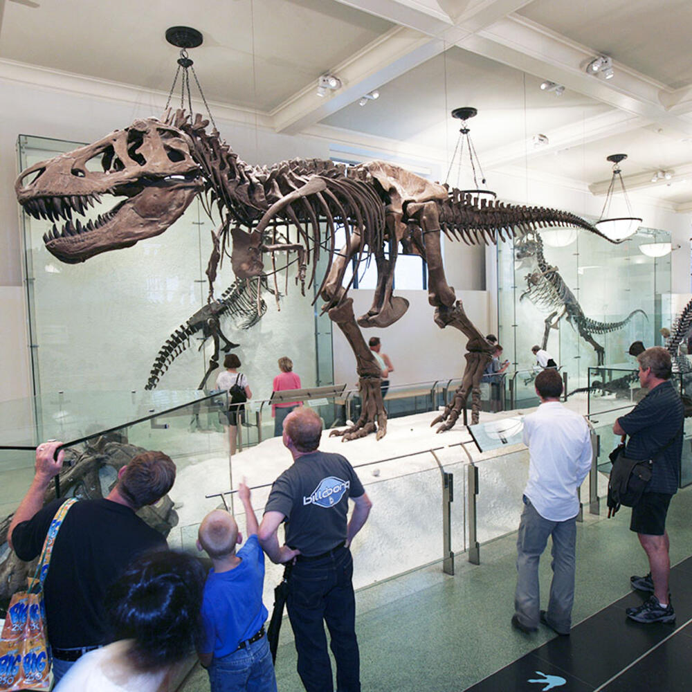 Visitors view the Tyrannosaurus rex mount in the Hall of Saurischians.