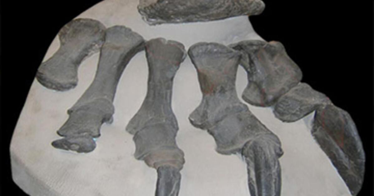 Dinosaur Bones | American Museum of Natural History