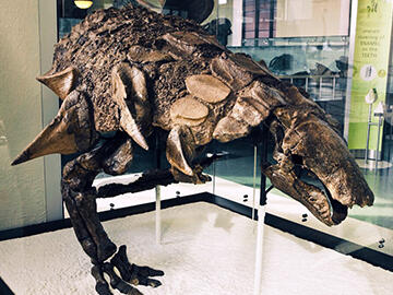 Edmontonia rugosidens fossil