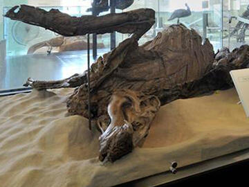 Edmontosaurus annectens fossil