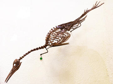 Hesperornis regalis fossil