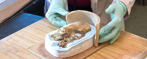 Museum Preparator with a Fossil Mold