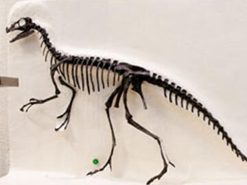 Ornitholestes hermanni fossil