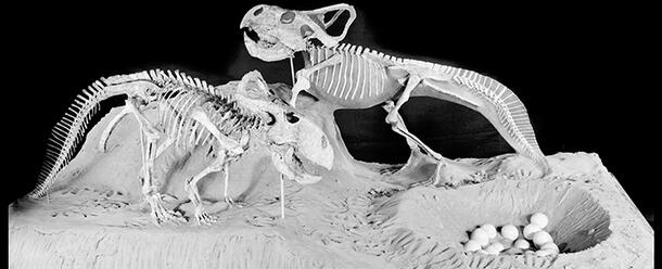 Protoceratops andrewsi fossil