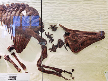 Saurolophus osborni fossil