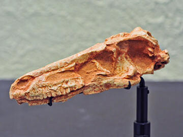 Saurornithoides mongoliensis skull