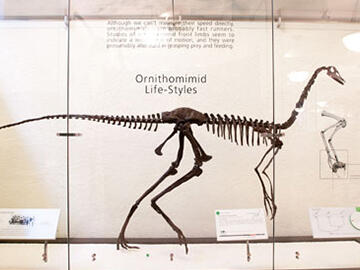 Struthiomimus altus fossil