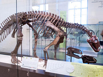 Tenontosaurus tilletti fossil