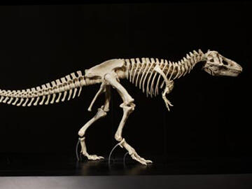 Tyrannosaurus rex model