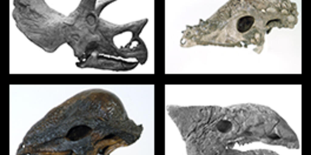 Types Of Dinosaurs American Museum Of Natural History