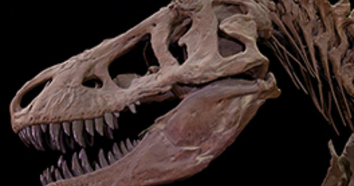 Dinosaurs American Museum Of Natural History