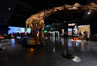 The Titanosaur at the American Museum of Natural History looms over tables and sitting areas added for a cocktail reception.