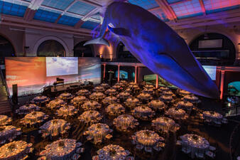 Dramatic lighting, tables and chairs, and the resident giant blue whale outfit the Milstein Hall of Ocean Life for a non-profit gala at the Museum.