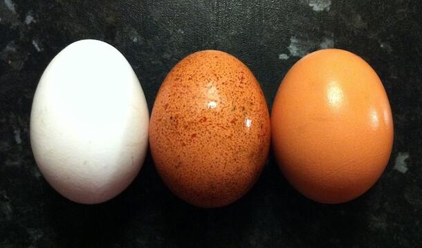 Three eggs of different species: a very light colored and the largest one (left), a smaller darker, speckled one (middle), and a darker egg (right).