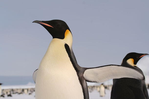 Two emperor penguins, one flapping its wings open, with many more penguins in the icy background.