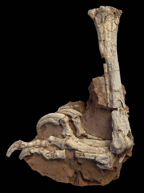 A fossilized limb bone attached to foot bones with long sharp curved claws.