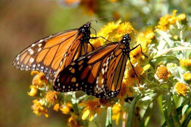 Monarchs_Still_Butterflies