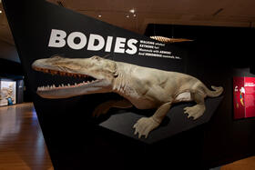 Ambulocetus natans, a four-legged ancestor of the whales, lived about 49 million years ago in the shallow seas of modern-day Pakistan