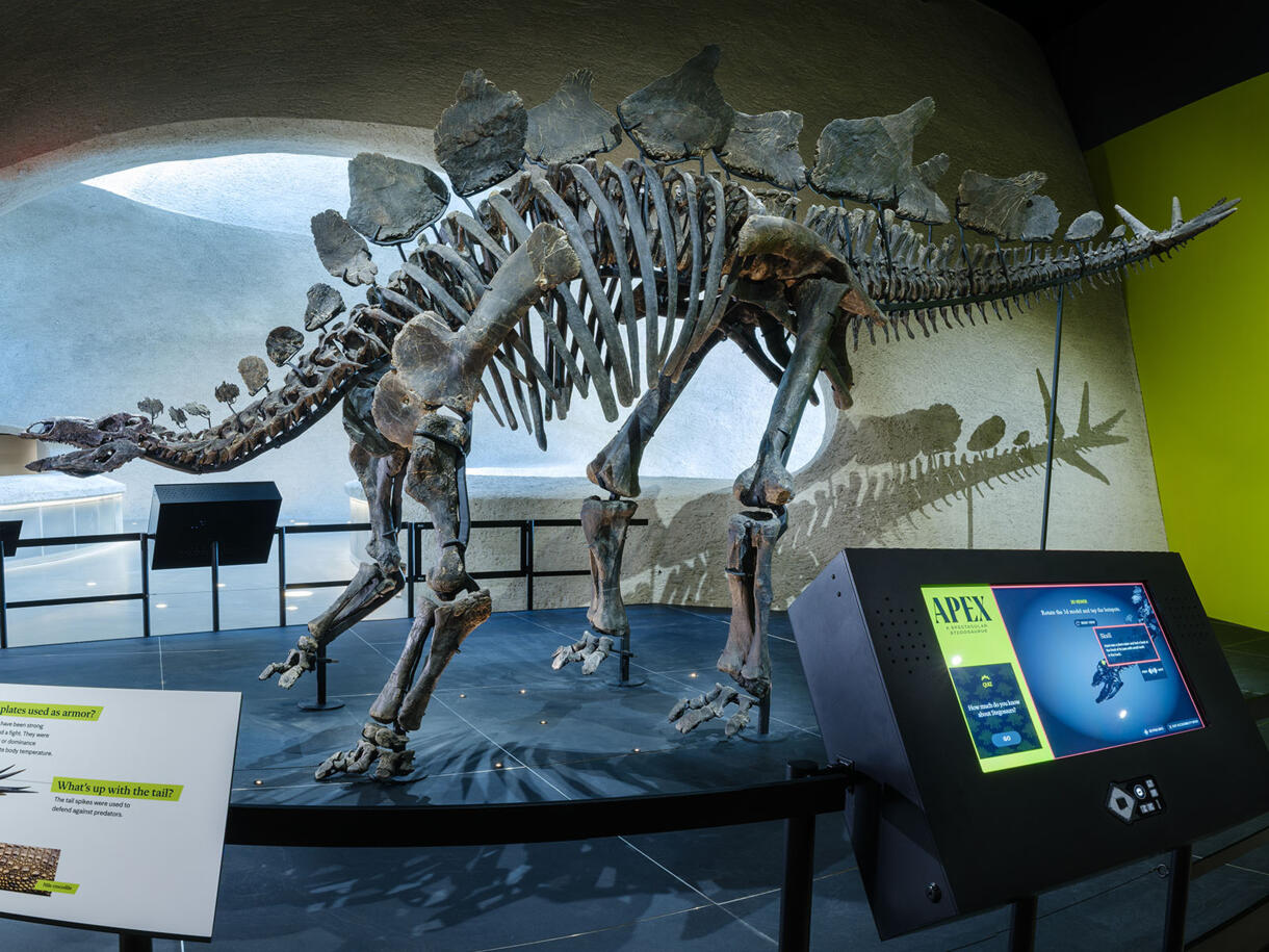 apex-stegosaurus-fossil-amnh