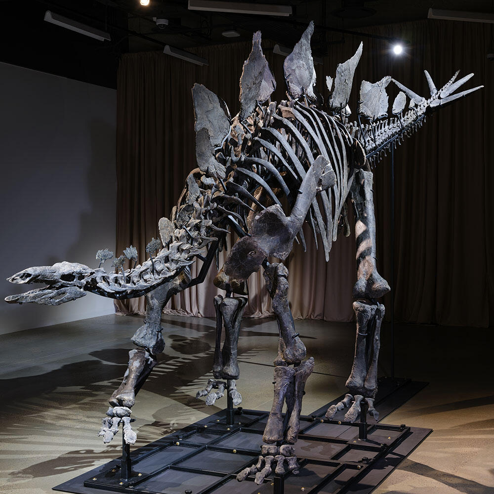 Apex Stegosaurus fossil mount on display in the Museum's Gilder Center.