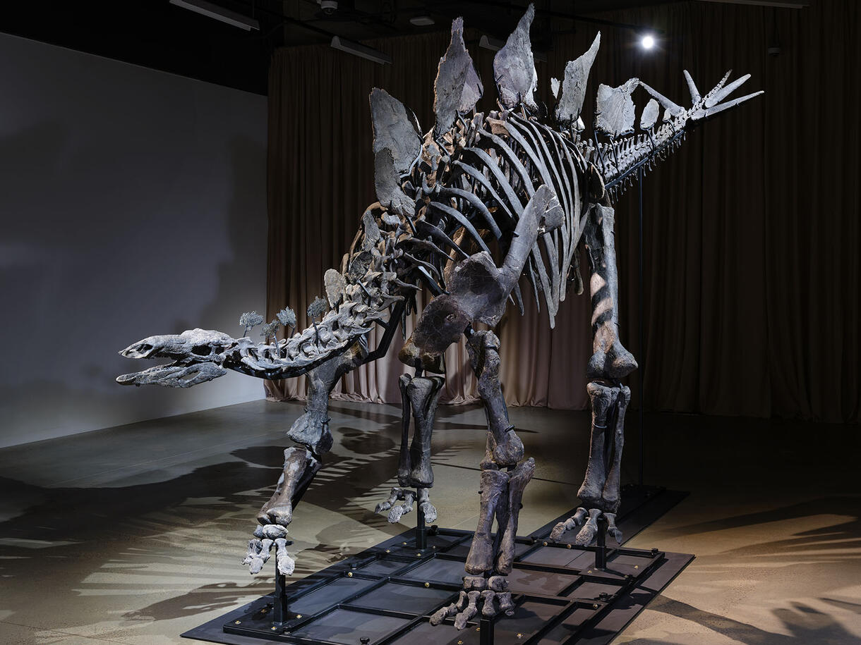 Apex Stegosaurus fossil mount on display in the Museum's Gilder Center.