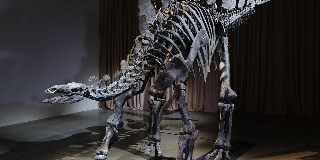 Apex Stegosaurus Fossil | AMNH